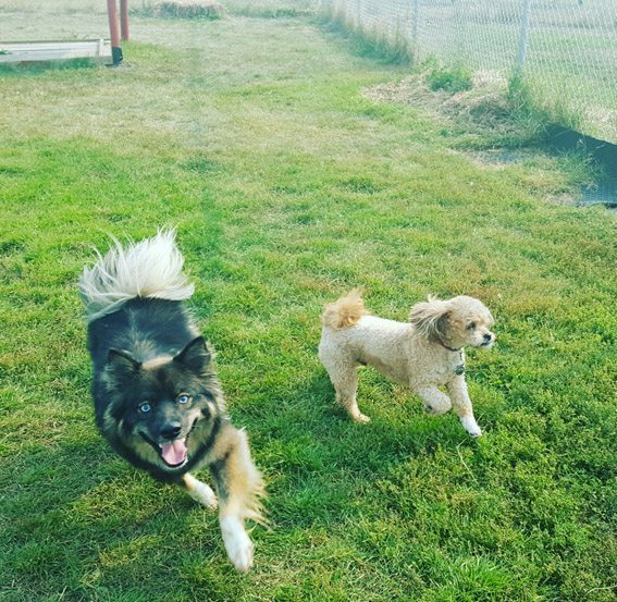 Edmonton Dog Kennels Cabana Pet Resort & Spa Idaho News and More